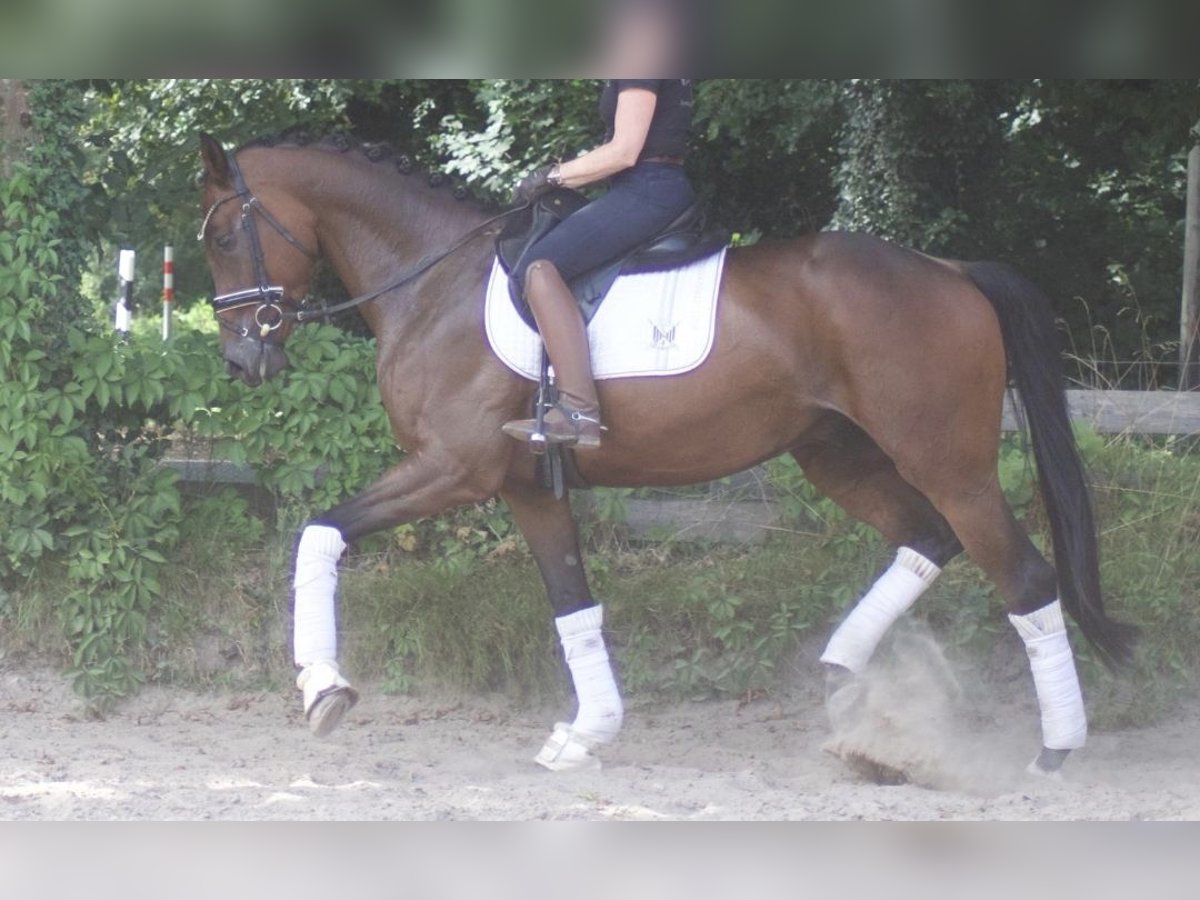 Caballo de deporte alemán Caballo castrado 5 años 172 cm Castaño in Bremerv&#xF6;rde