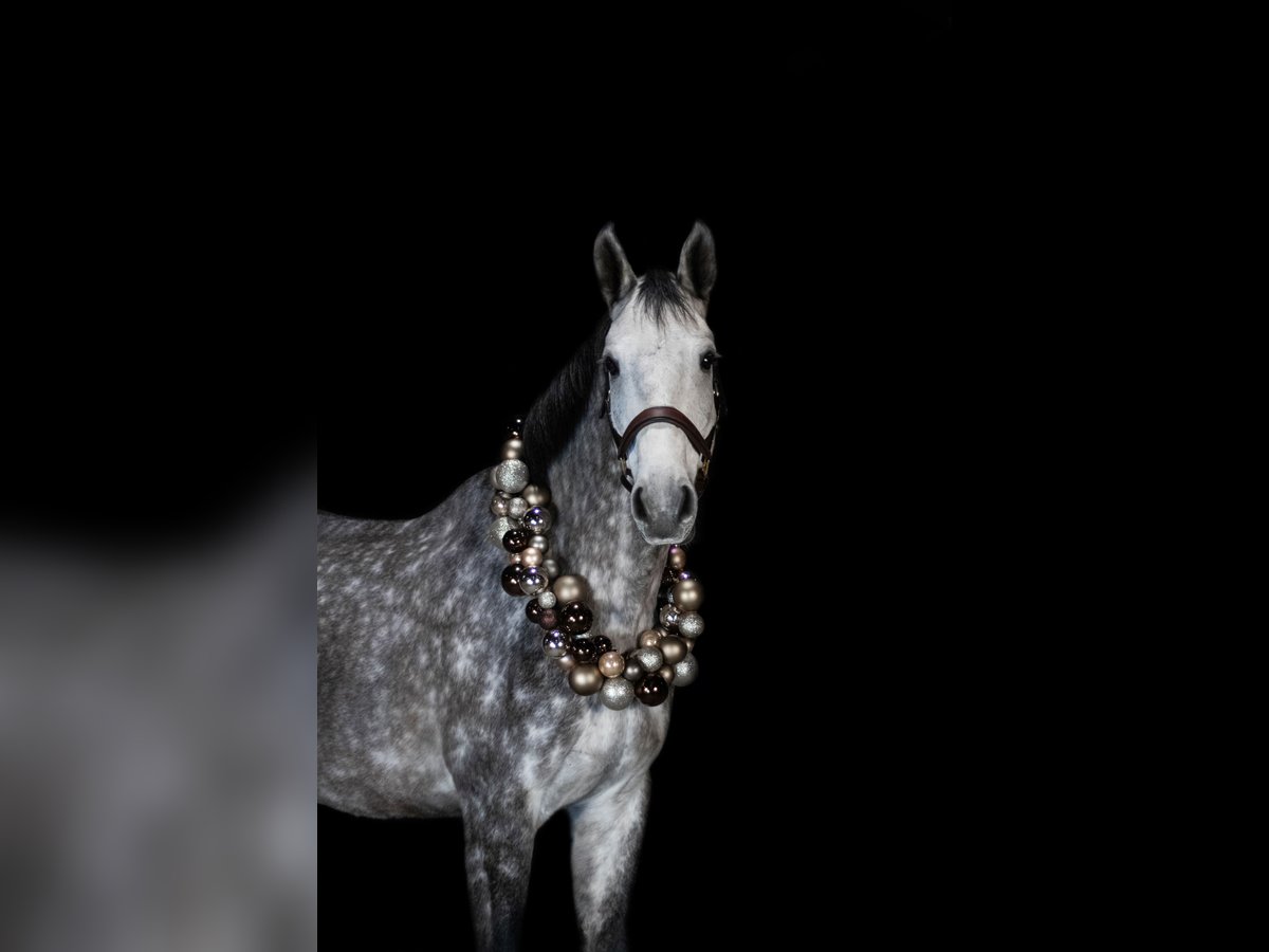 Caballo de deporte alemán Caballo castrado 5 años 172 cm Tordo in Zossen