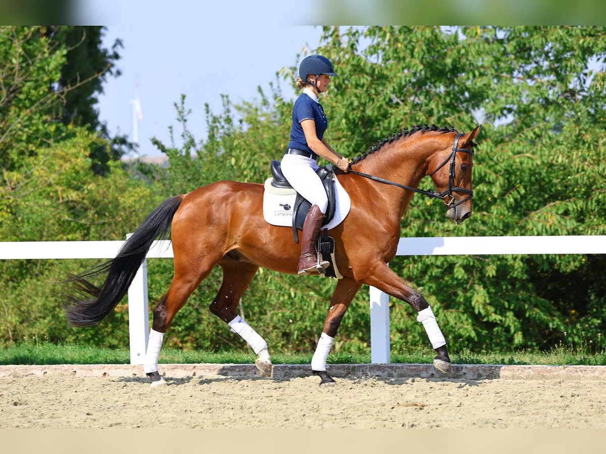 Caballo de deporte alemán Caballo castrado 5 años 174 cm Castaño in Berga