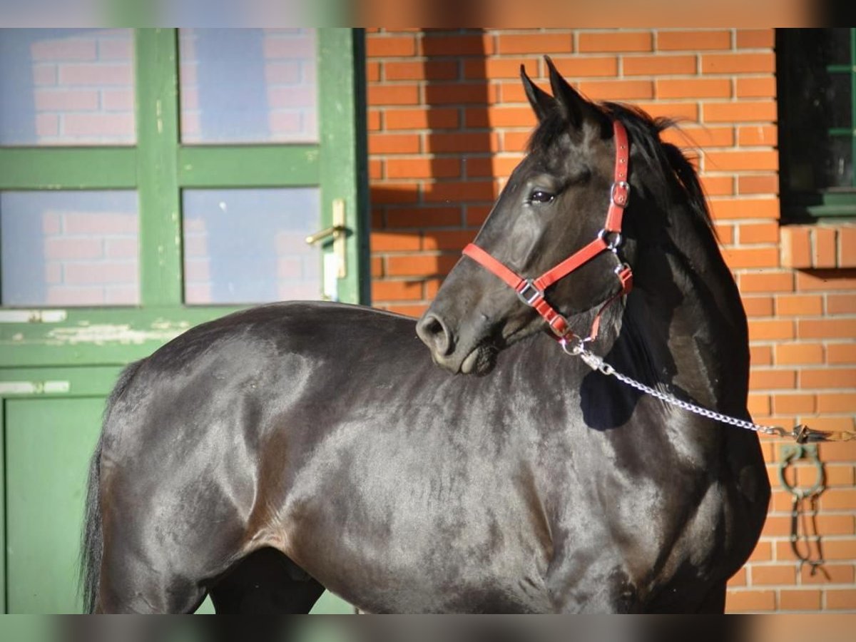 Caballo de deporte alemán Caballo castrado 5 años 174 cm Negro in Berlin