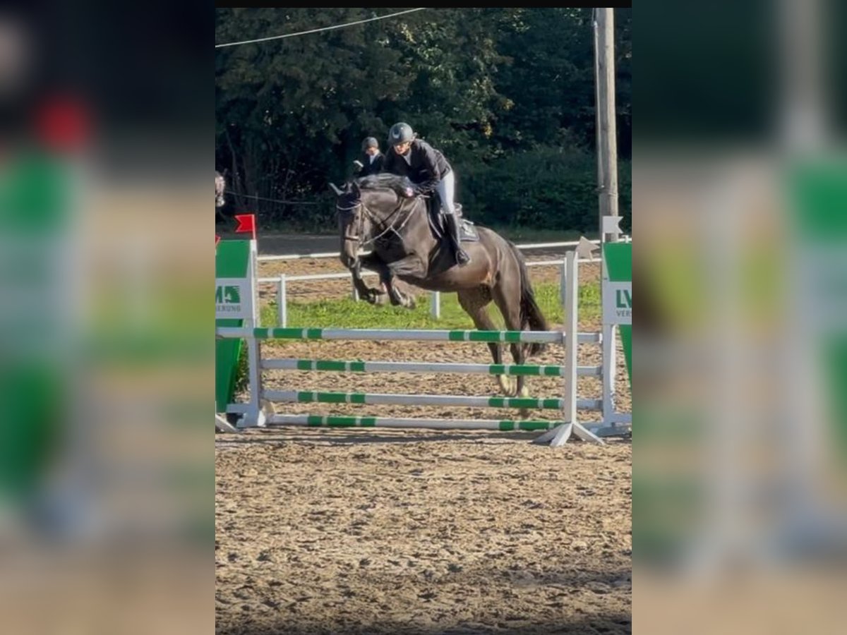 Caballo de deporte alemán Caballo castrado 5 años 175 cm Castaño oscuro in Buchen Waldhausen