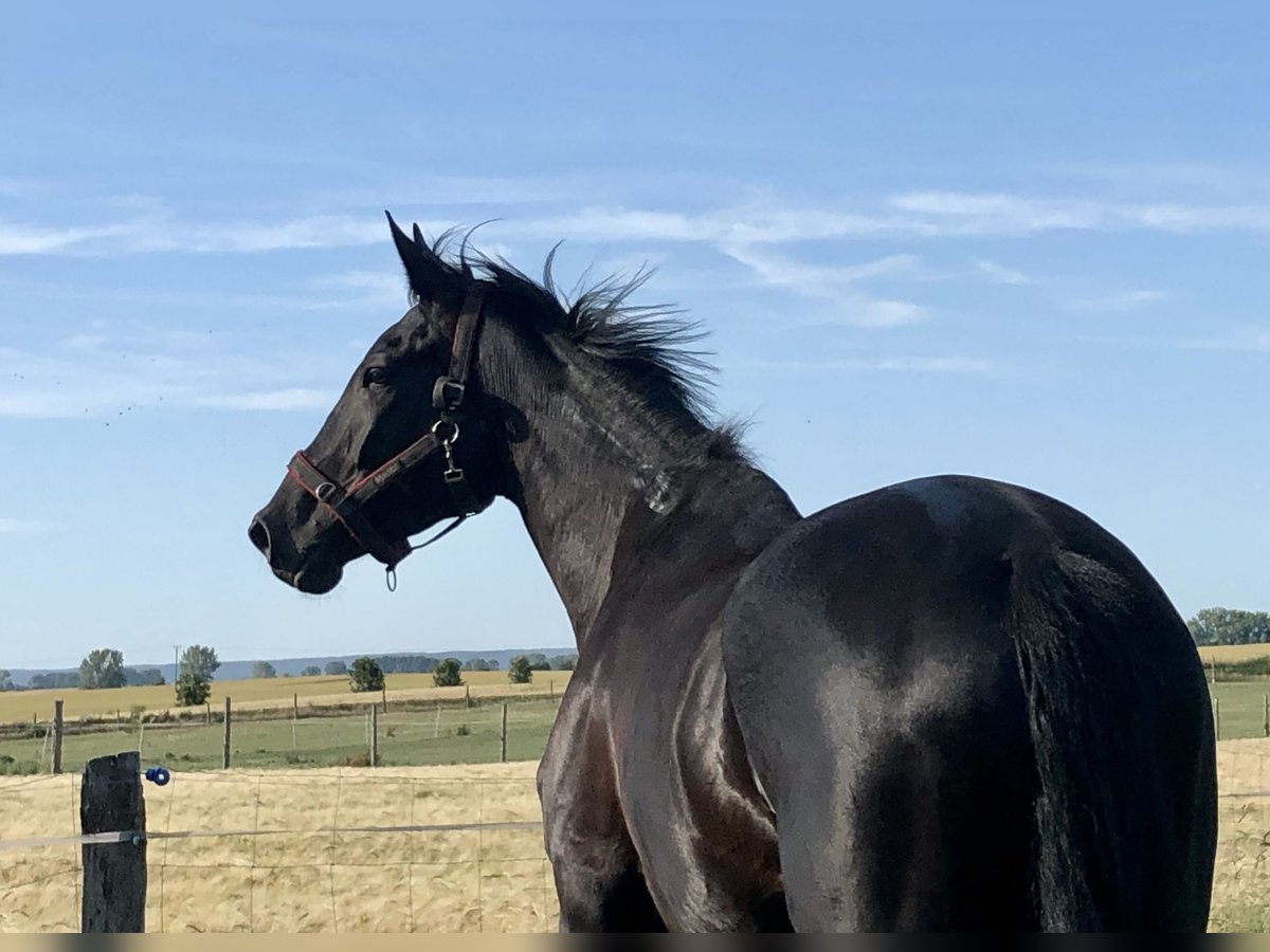 Caballo de deporte alemán Caballo castrado 5 años 176 cm Negro in Swochowo