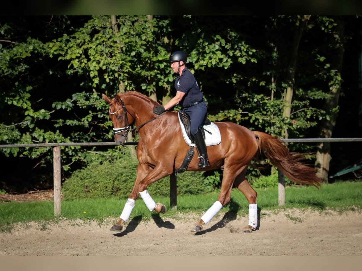 Caballo de deporte alemán Caballo castrado 5 años 182 cm Alazán in Wuppertal