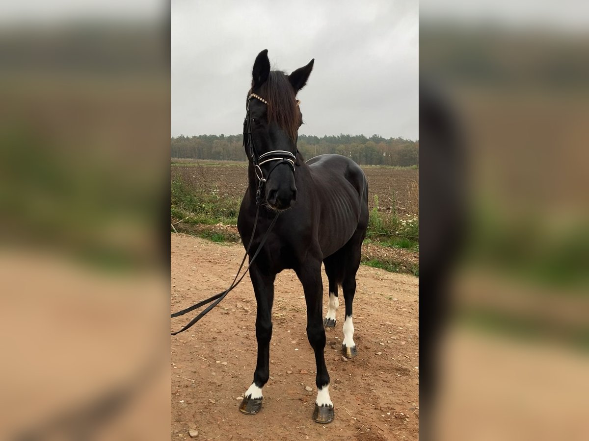 Caballo de deporte alemán Caballo castrado 6 años 163 cm Negro in Rochau