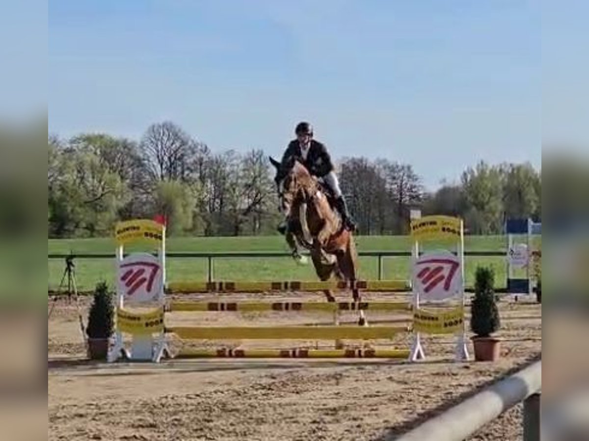 Caballo de deporte alemán Caballo castrado 6 años 165 cm Alazán-tostado in Bad Wurzach