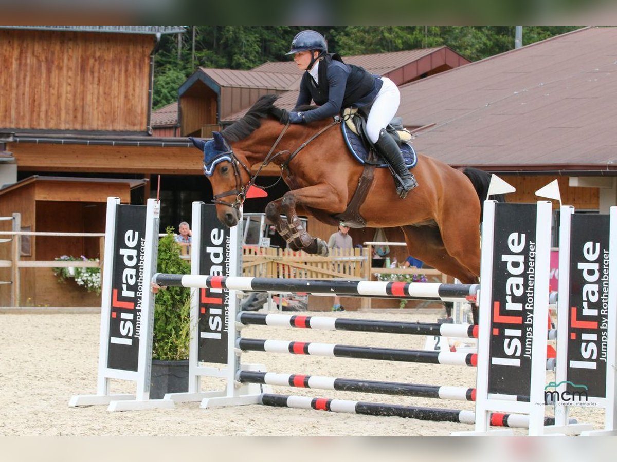 Caballo de deporte alemán Caballo castrado 6 años 165 cm Castaño in Loiching