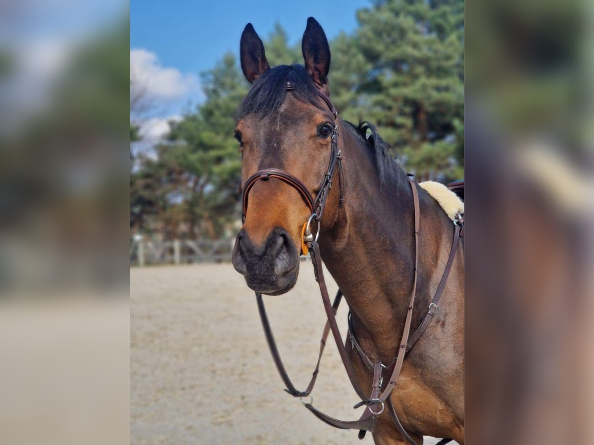 Caballo de deporte alemán Caballo castrado 6 años 166 cm Castaño oscuro in Kielce