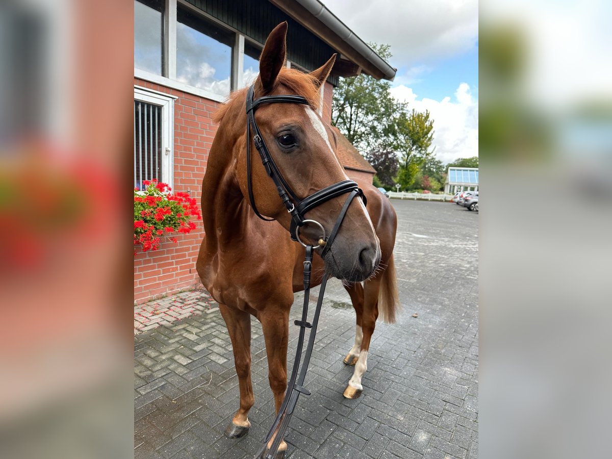 Caballo de deporte alemán Caballo castrado 6 años 167 cm Alazán in Isterberg