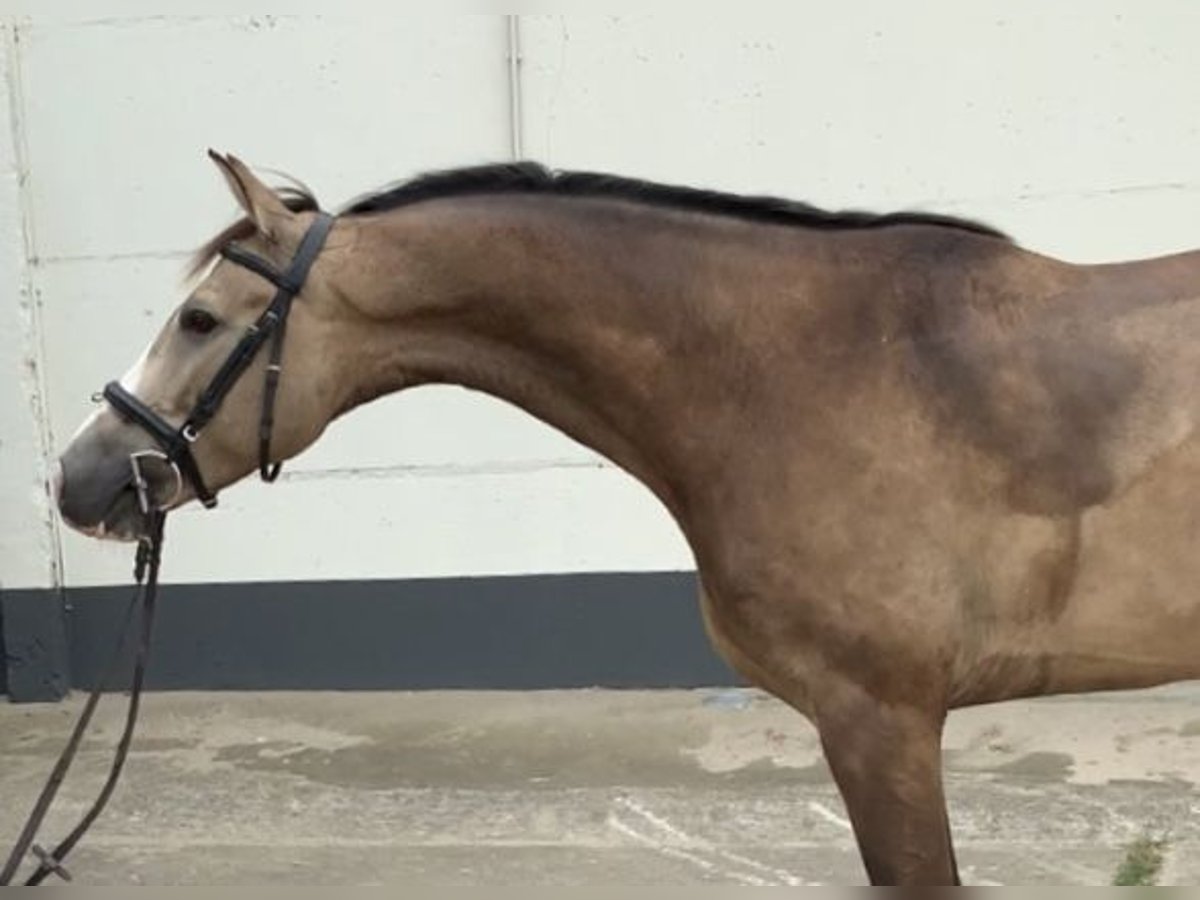 Caballo de deporte alemán Caballo castrado 6 años 167 cm Buckskin/Bayo in Frankfurt (Oder)