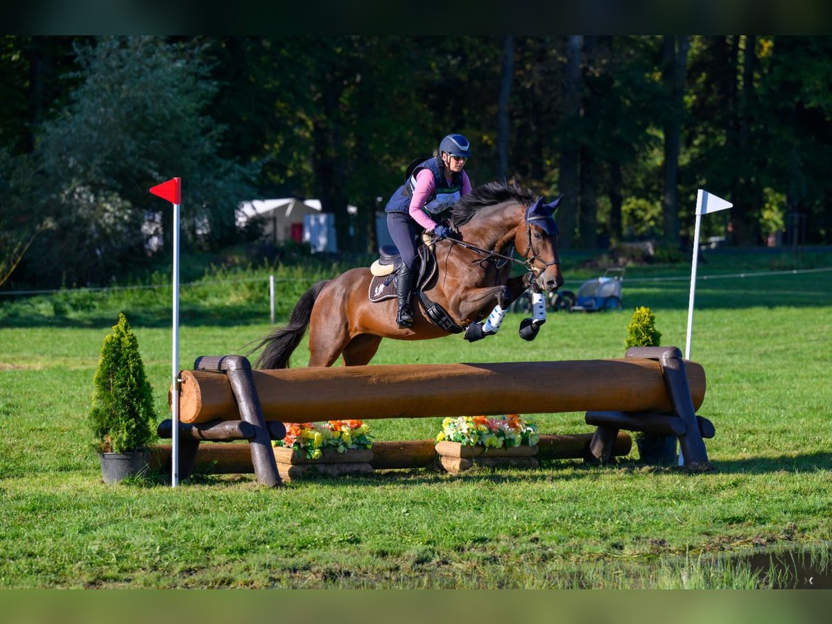 Caballo de deporte alemán Caballo castrado 6 años 168 cm Castaño in Stypułów