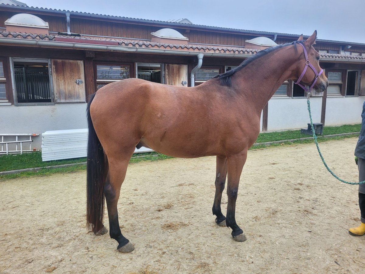 Caballo de deporte alemán Caballo castrado 6 años 168 cm Castaño in Giengen an der Brenz