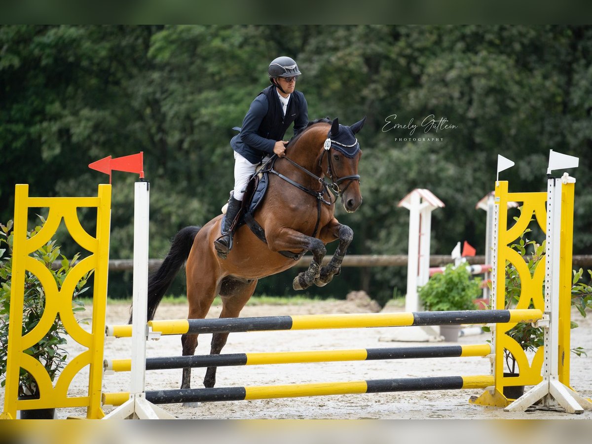 Caballo de deporte alemán Caballo castrado 6 años 168 cm Castaño in Rehbach