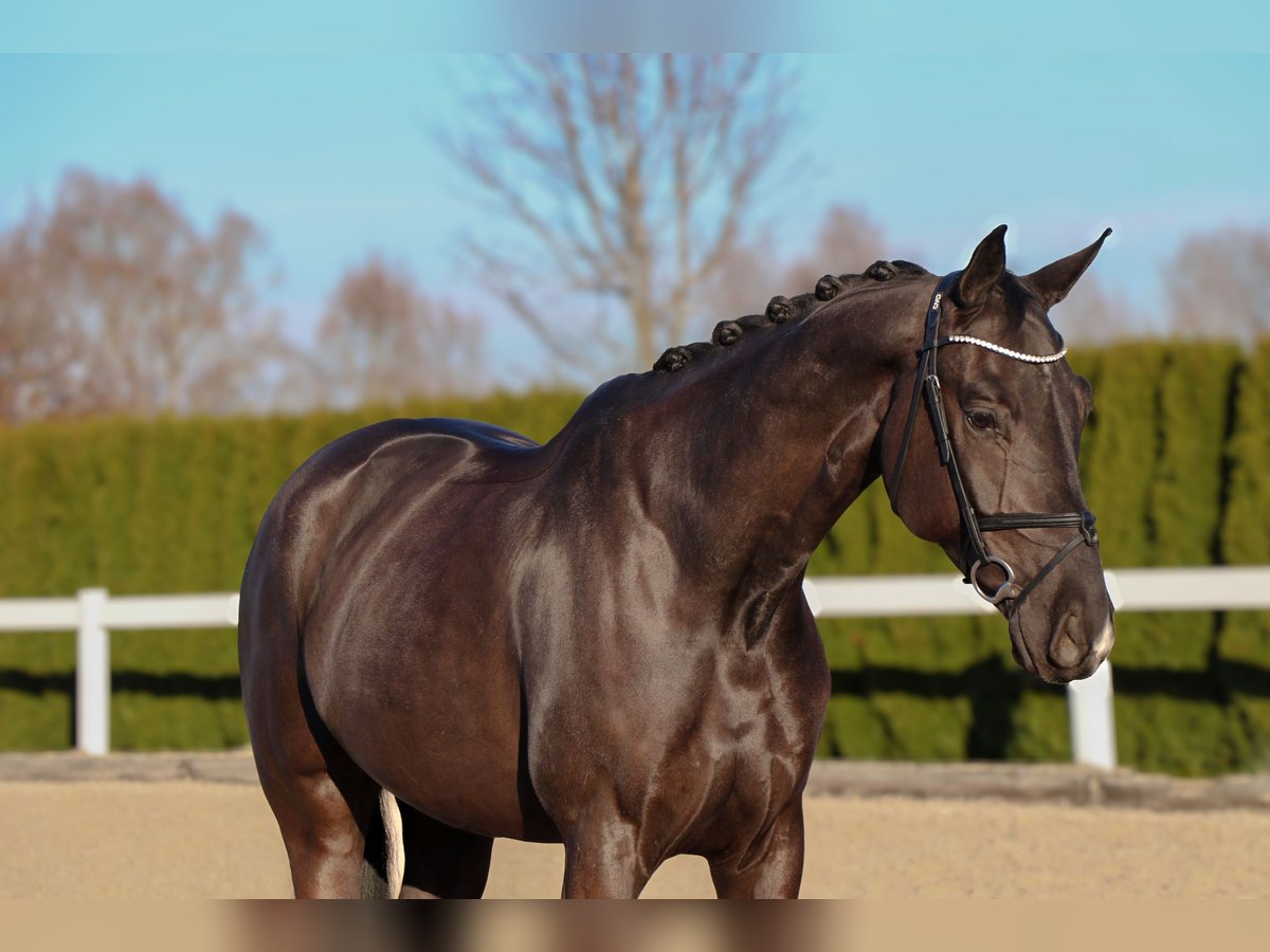 Caballo de deporte alemán Caballo castrado 6 años 168 cm Negro in Schwäbisch Hall