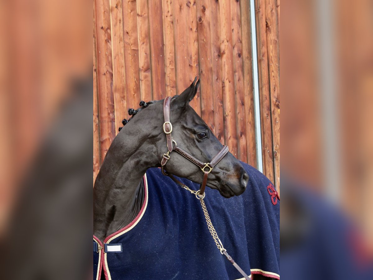 Caballo de deporte alemán Caballo castrado 6 años 168 cm Negro in Erharting