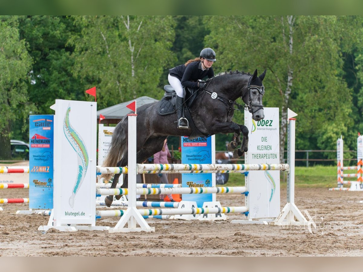 Caballo de deporte alemán Caballo castrado 6 años 168 cm Tordo in Krombach