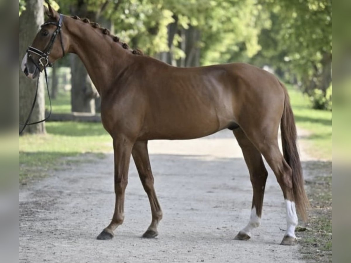 Caballo de deporte alemán Caballo castrado 6 años 170 cm Alazán in Ladeburg