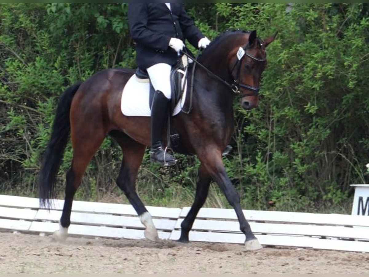 Caballo de deporte alemán Caballo castrado 6 años 170 cm Castaño in Ritzerow