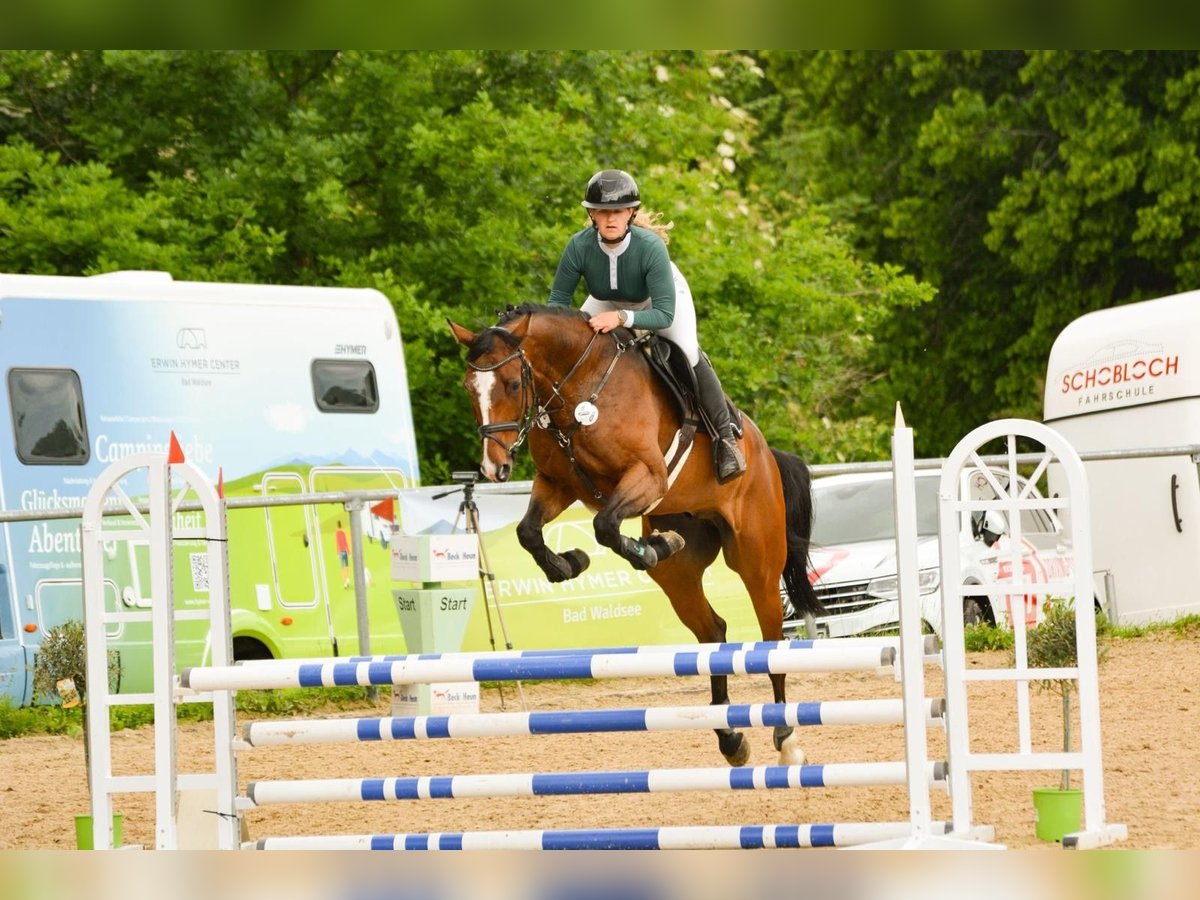 Caballo de deporte alemán Caballo castrado 6 años 170 cm Castaño in Weingarten