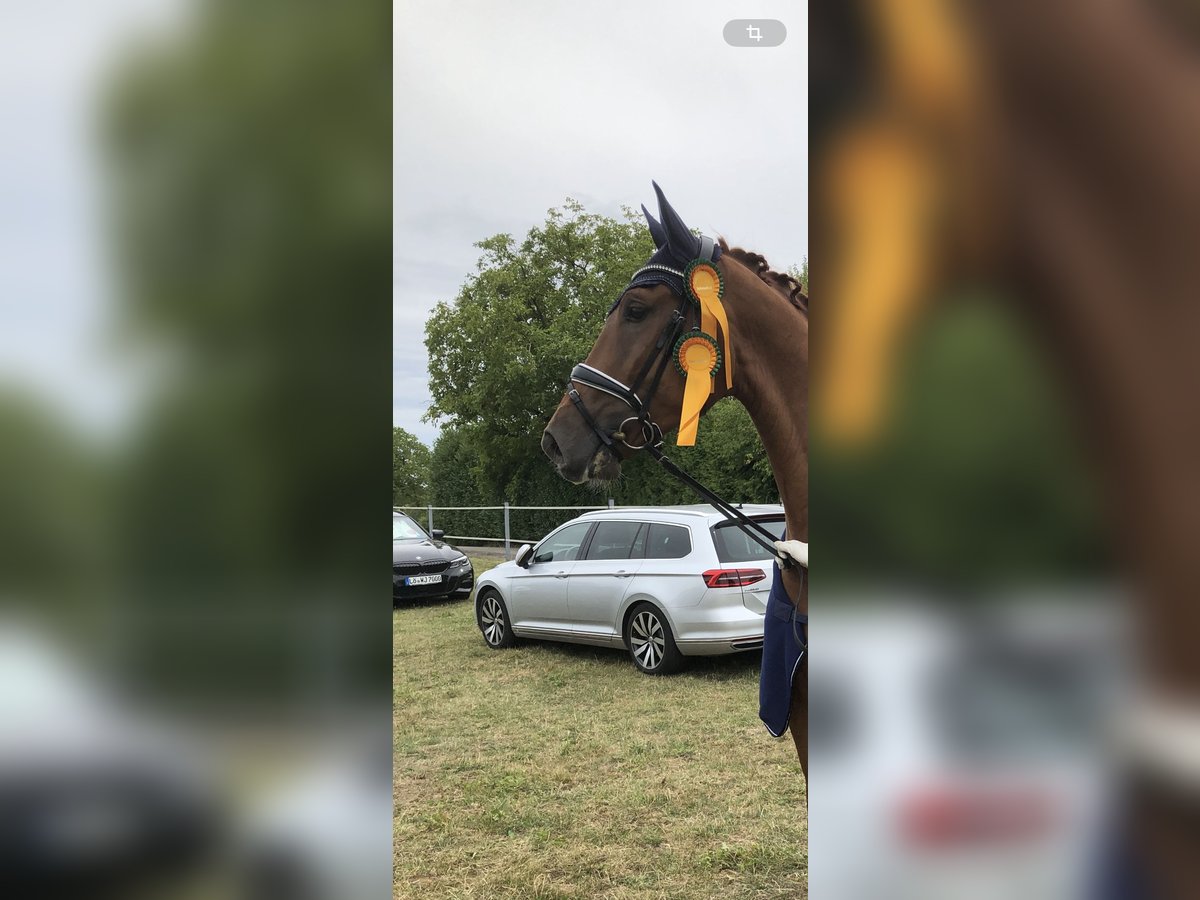 Caballo de deporte alemán Caballo castrado 6 años 172 cm Alazán in Endingen am Kaiserstuhl