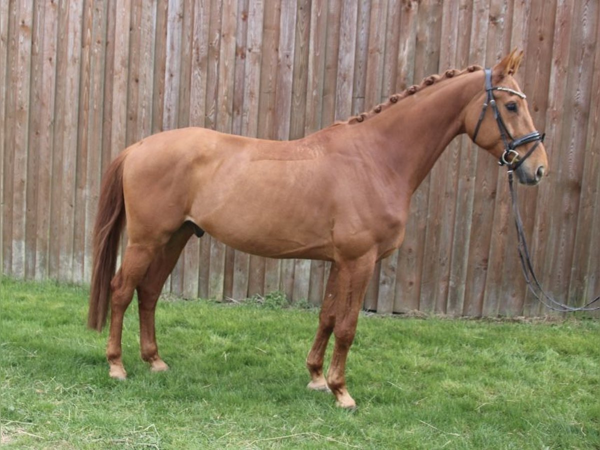 Caballo de deporte alemán Caballo castrado 6 años 172 cm in Usingen