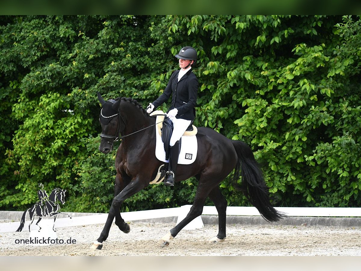 Caballo de deporte alemán Caballo castrado 6 años 172 cm Negro in Gundelfingen an der Donau