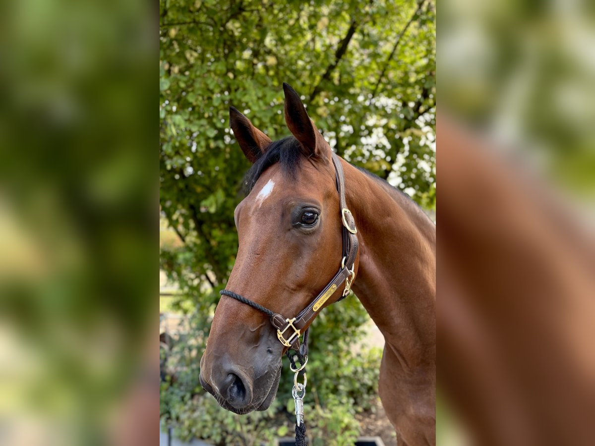 Caballo de deporte alemán Caballo castrado 6 años 173 cm Castaño in Limburg an der Lahn