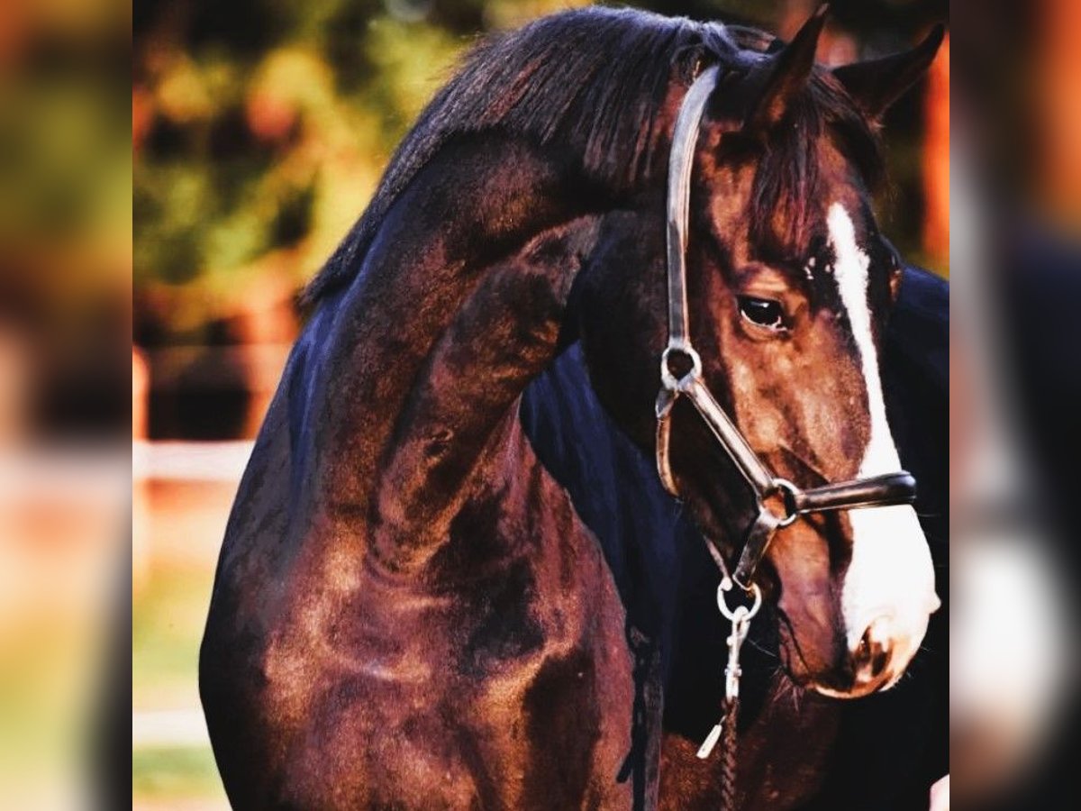 Caballo de deporte alemán Caballo castrado 6 años 173 cm Morcillo in Gro&#xDF;enaspe