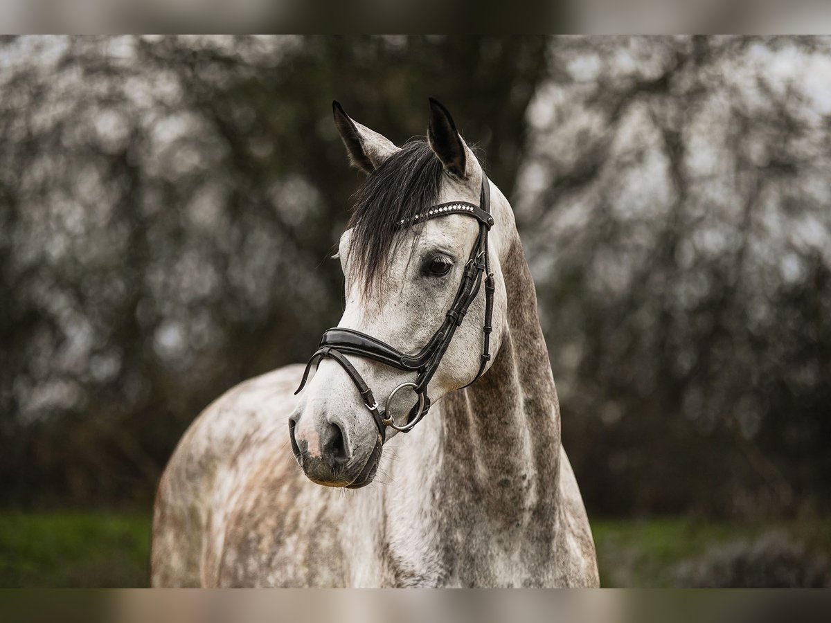 Caballo de deporte alemán Caballo castrado 6 años 173 cm Tordo in Riedstadt