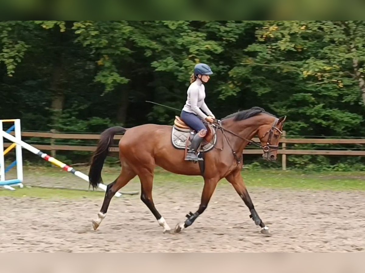 Caballo de deporte alemán Caballo castrado 6 años 174 cm Castaño in Braunschweig