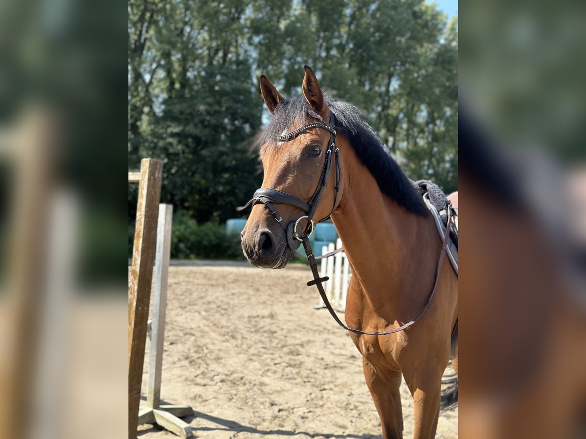 Caballo de deporte alemán Caballo castrado 6 años 174 cm Castaño in Düsseldorf