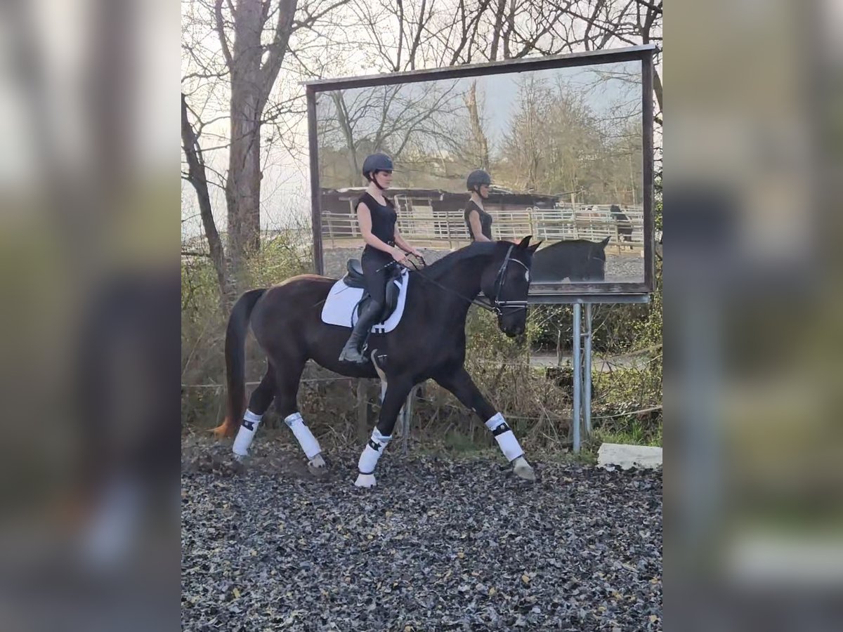 Caballo de deporte alemán Caballo castrado 6 años 174 cm Negro in Langen