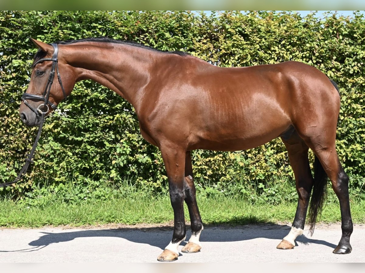 Caballo de deporte alemán Caballo castrado 6 años 175 cm Castaño in Karlsfeld