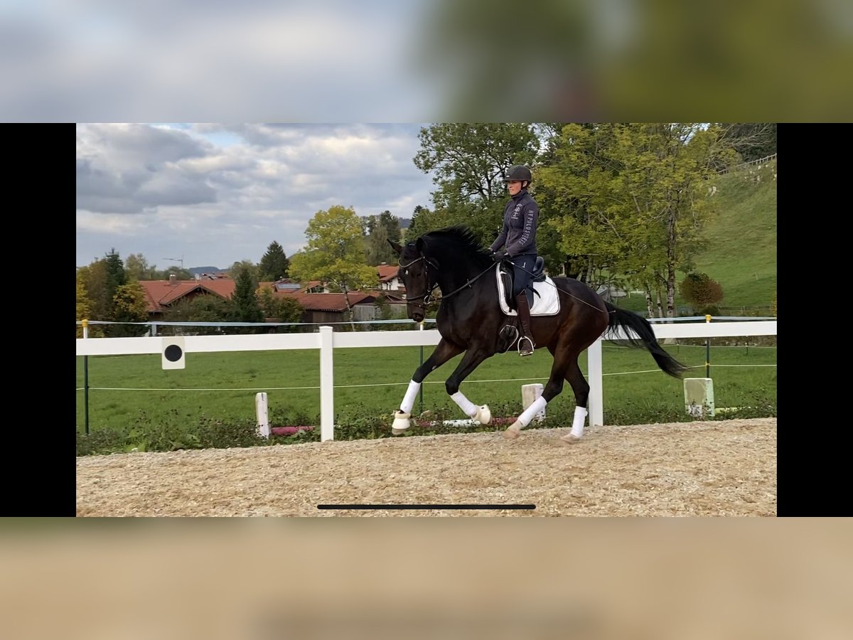 Caballo de deporte alemán Caballo castrado 6 años 175 cm Morcillo in Burggen