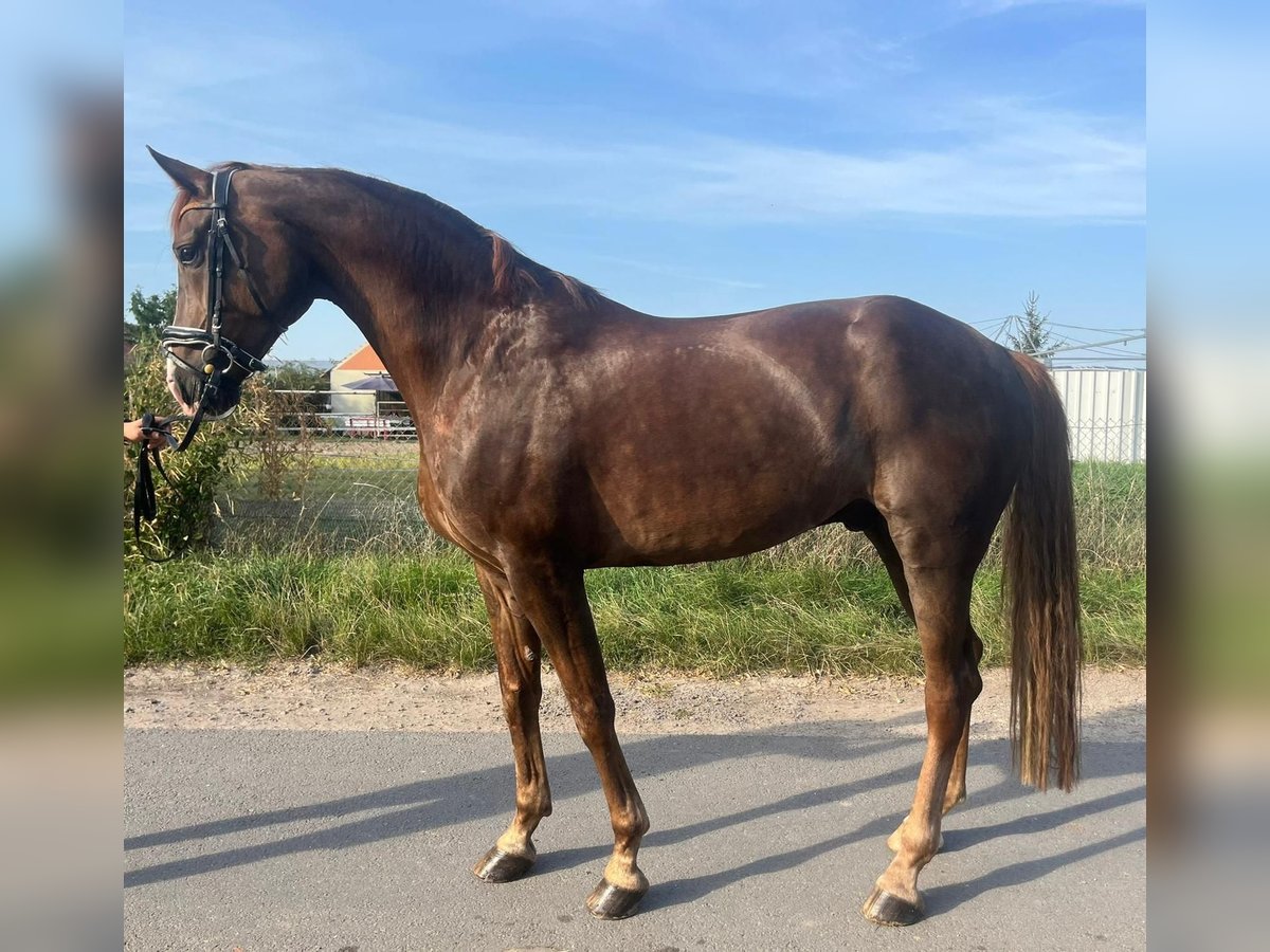 Caballo de deporte alemán Caballo castrado 6 años 176 cm Alazán-tostado in Thale