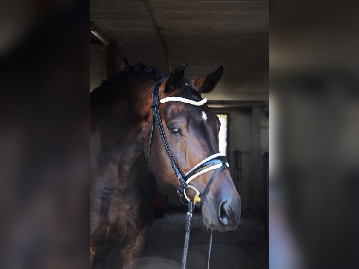 Caballo de deporte alemán Caballo castrado 6 años 176 cm Castaño in Buchloe