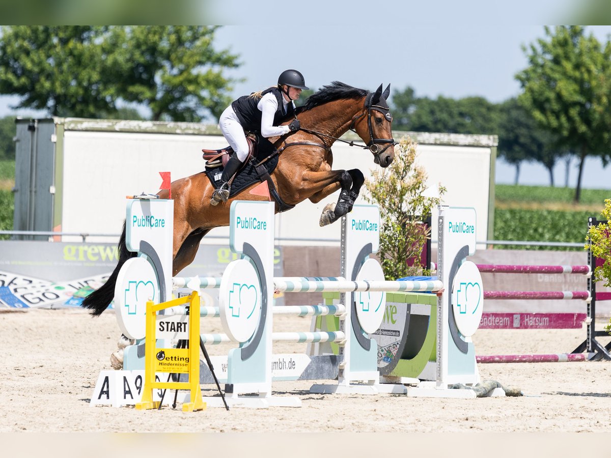 Caballo de deporte alemán Caballo castrado 6 años 177 cm Castaño in Braunschweig