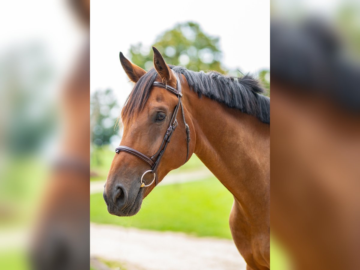 Caballo de deporte alemán Caballo castrado 6 años 181 cm in Lechbruck