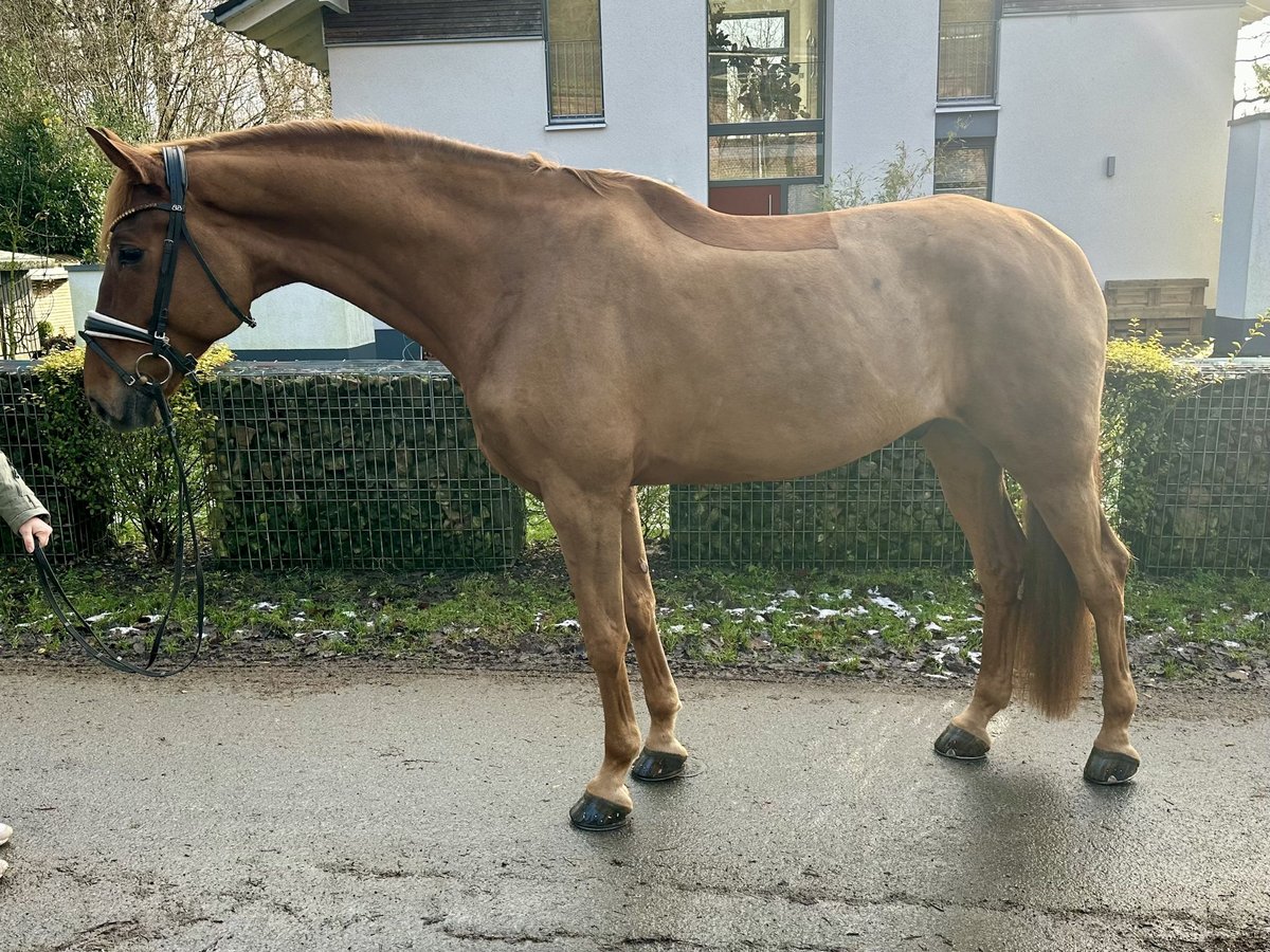 Caballo de deporte alemán Caballo castrado 6 años 182 cm in Wuppertal