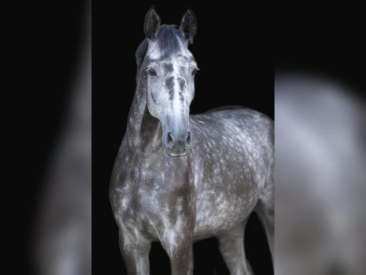 Caballo de deporte alemán Caballo castrado 6 años 183 cm Tordo in Aschersleben
