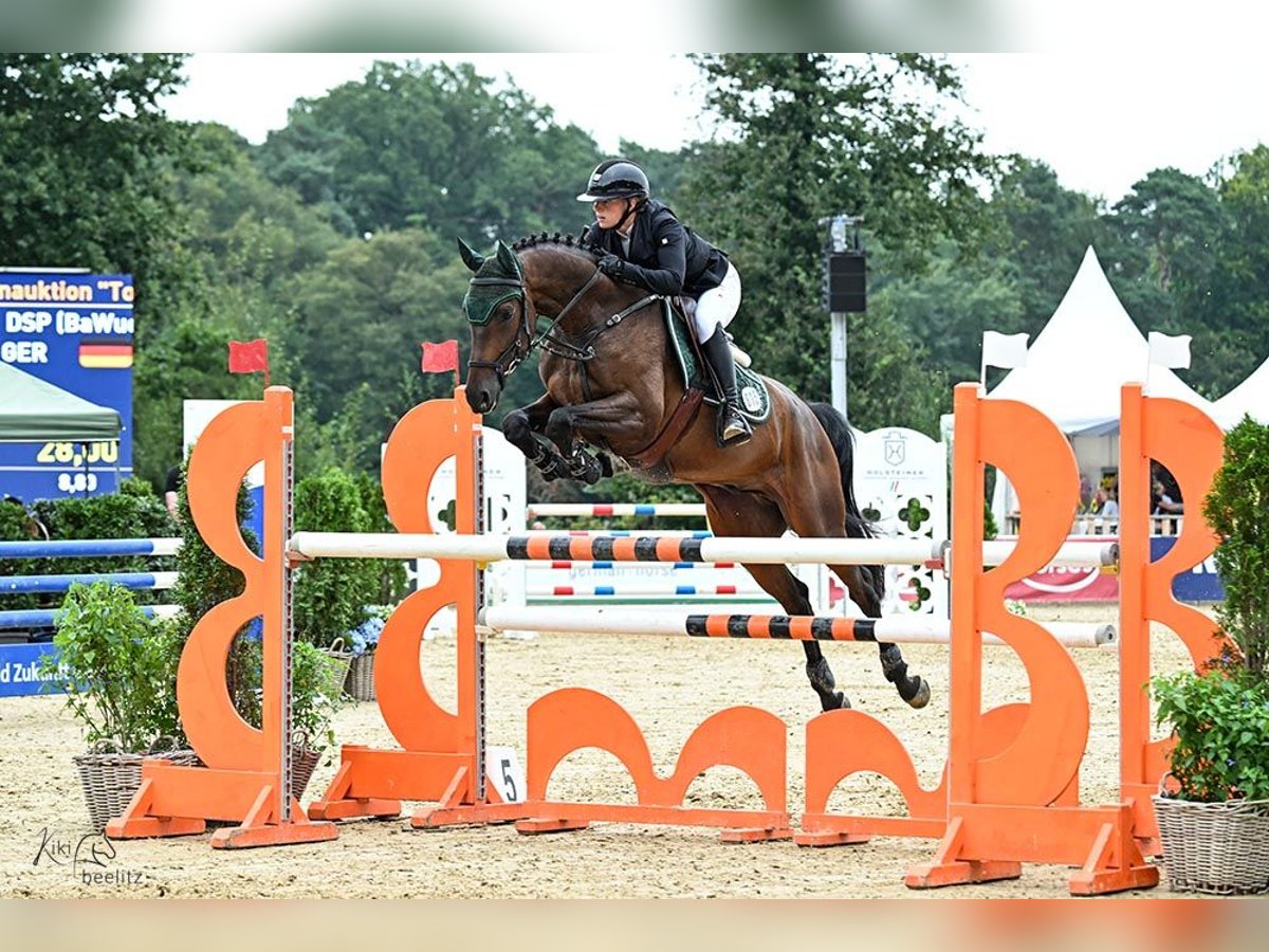 Caballo de deporte alemán Caballo castrado 6 años Castaño in Eppingen