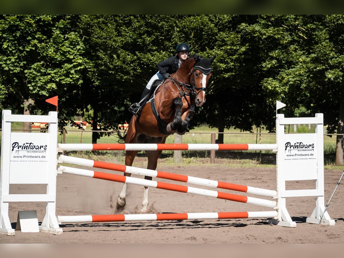 Caballo de deporte alemán Caballo castrado 6 años Castaño in Schönwalde