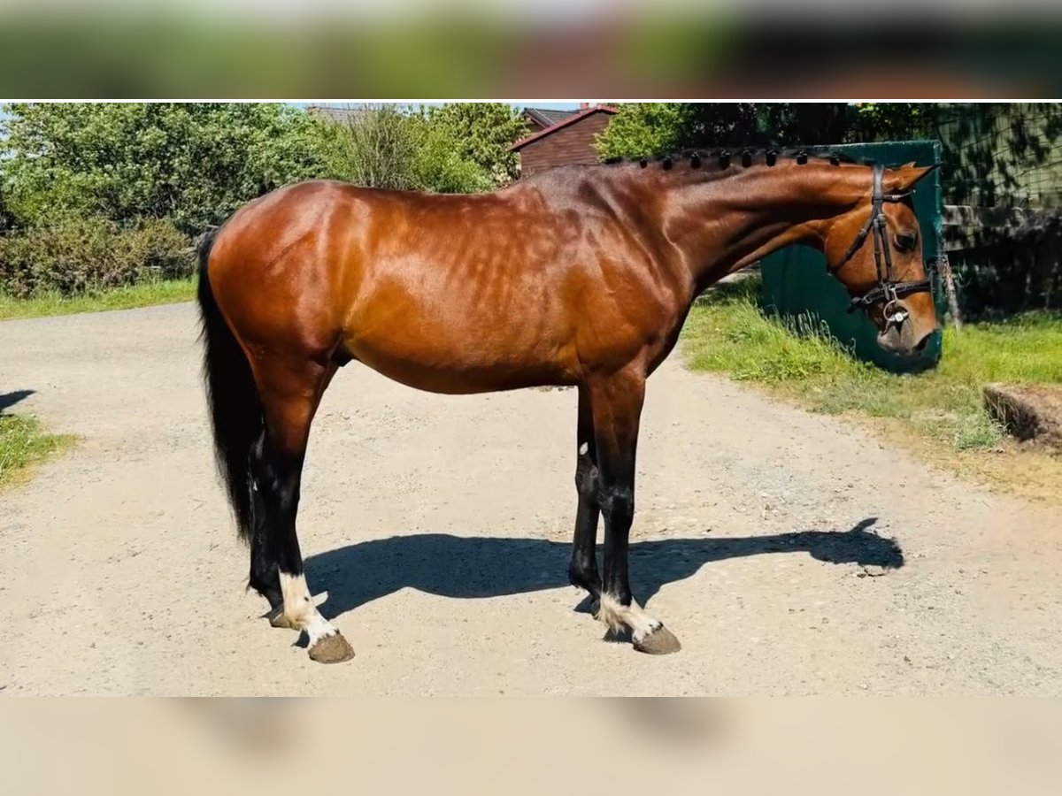 Caballo de deporte alemán Caballo castrado 6 años Castaño rojizo in LIPNIK