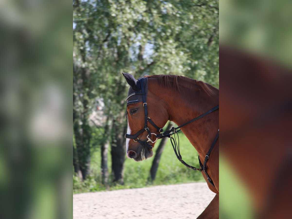 Caballo de deporte alemán Caballo castrado 7 años 159 cm Alazán in Dielsdorf