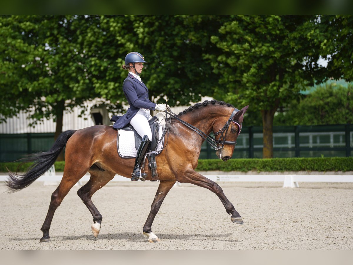 Caballo de deporte alemán Caballo castrado 7 años 165 cm Castaño in Duka