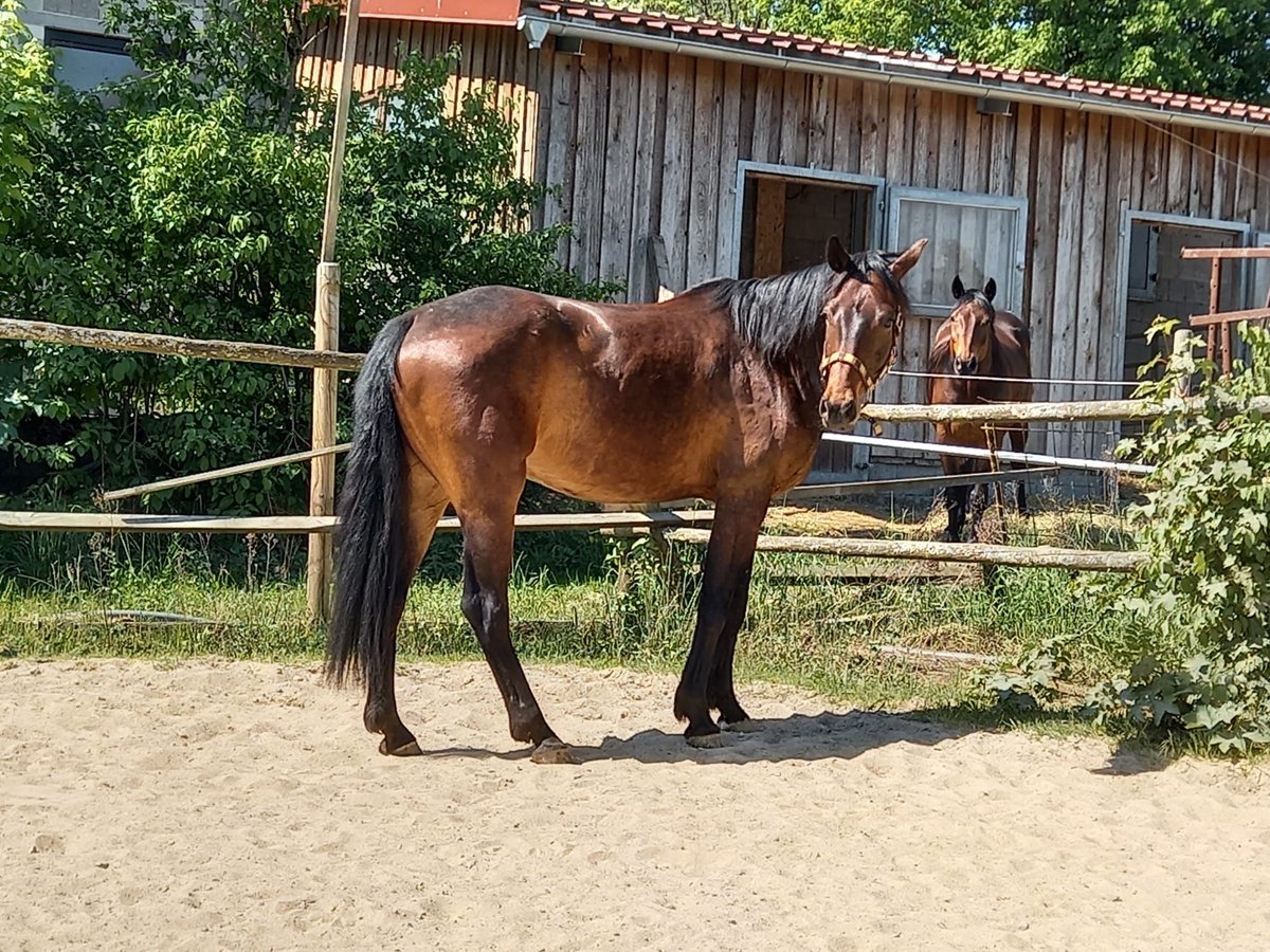 Caballo de deporte alemán Caballo castrado 7 años 166 cm Castaño in Kulmbach