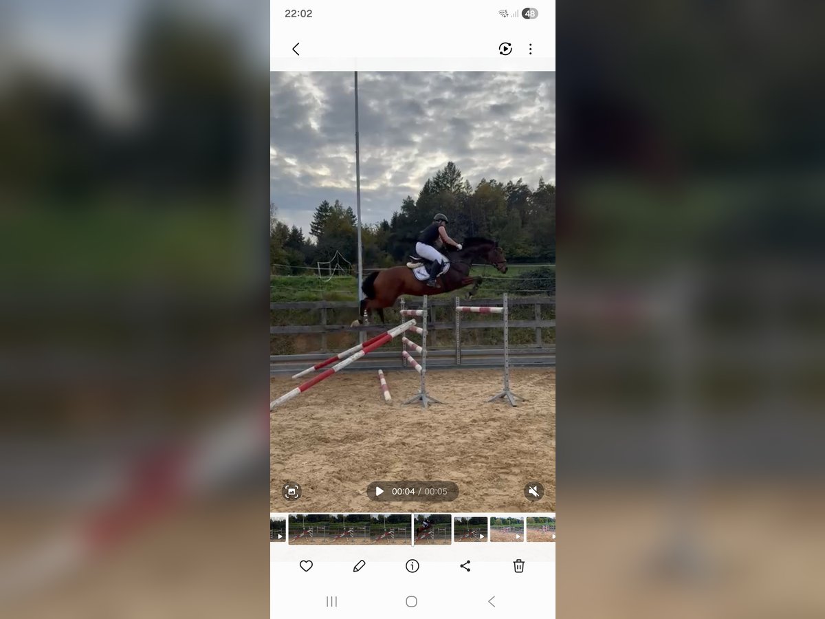 Caballo de deporte alemán Caballo castrado 7 años 166 cm Castaño in Michelstadt