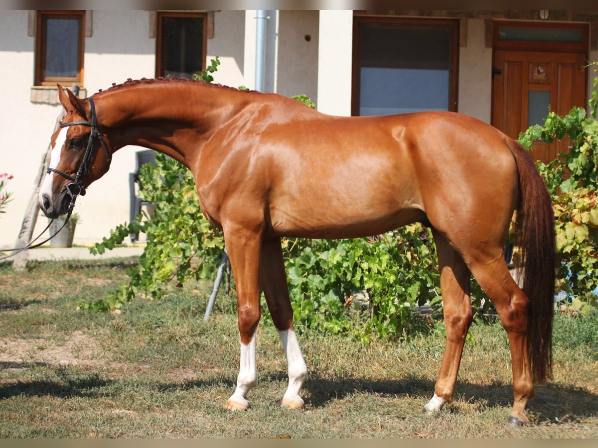 Caballo de deporte alemán Caballo castrado 7 años 168 cm Alazán in Békésszentandrás