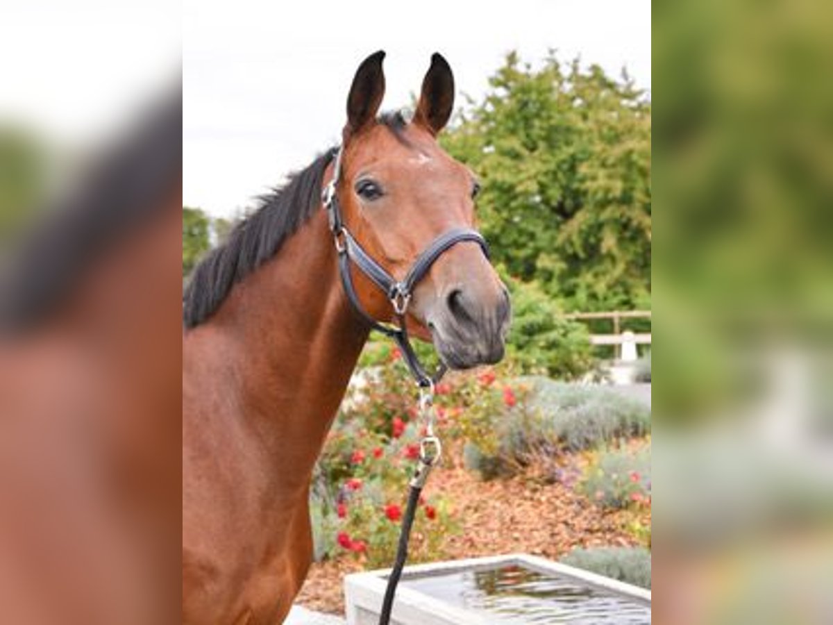 Caballo de deporte alemán Caballo castrado 7 años 168 cm Castaño in Aesch LU