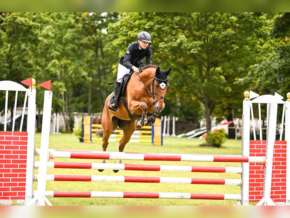 Caballo de deporte alemán Caballo castrado 7 años 168 cm Castaño in Lutherstadt Wittenberg