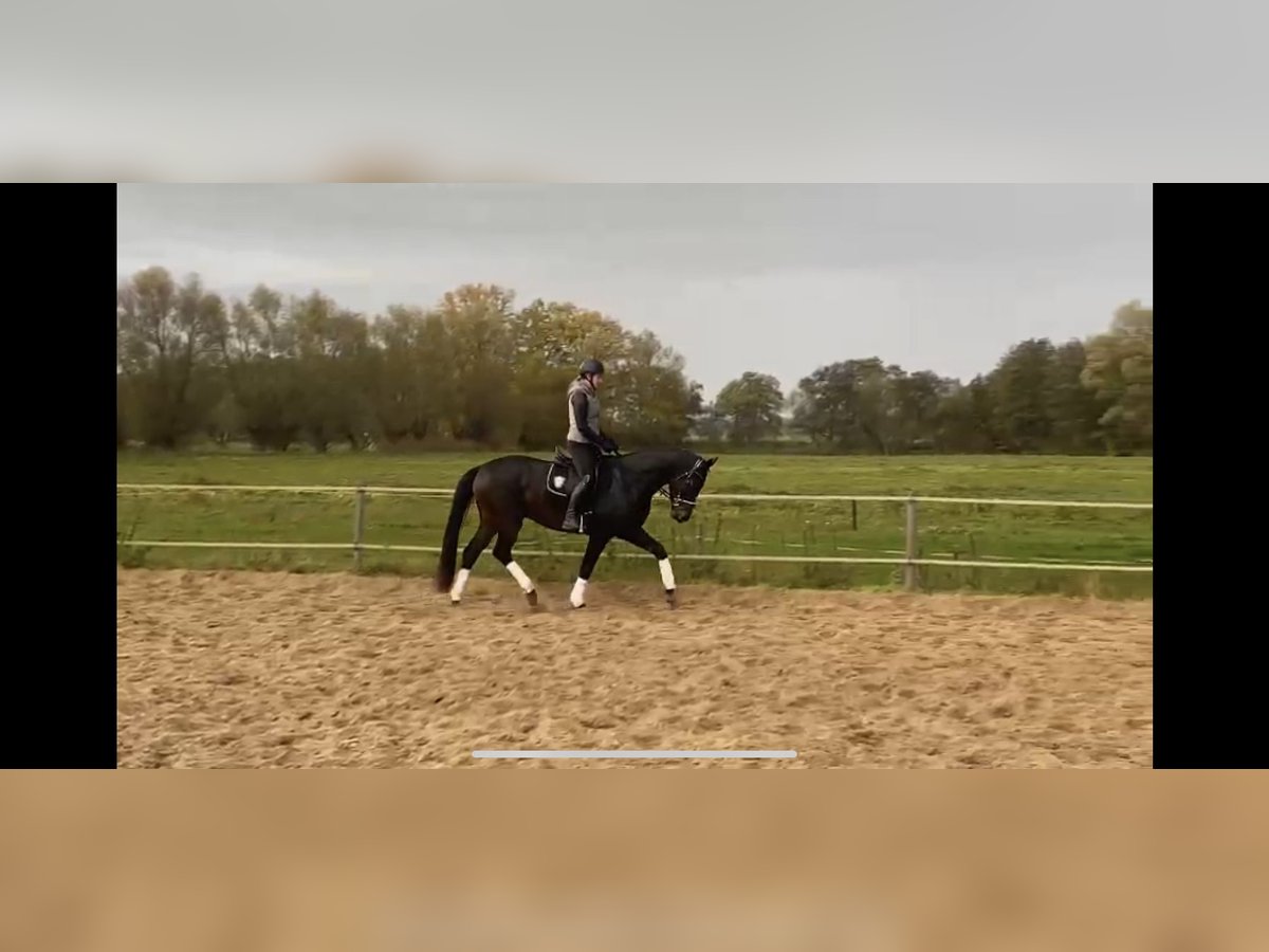 Caballo de deporte alemán Caballo castrado 7 años 168 cm Castaño oscuro in Rohrlack